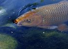 carpe koi (8)